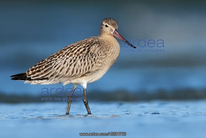 : Bar-tailed Godwit : Bar-tailed Godwit
