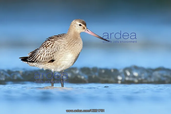 : Bar-tailed Godwit : Bar-tailed Godwit