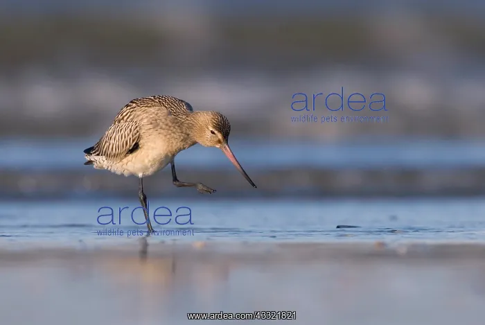 : Bar-tailed Godwit : Bar-tailed Godwit