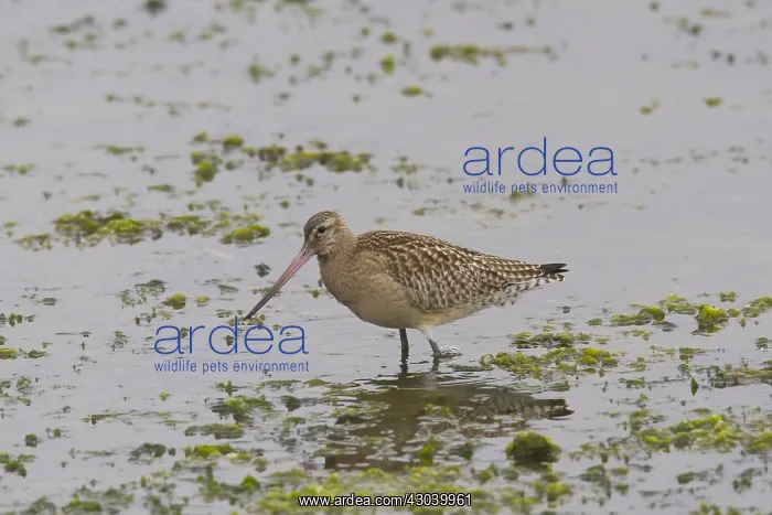 : Bar-tailed Godwit - adult bird iin winter plumage - Germany : Bar-tailed Godwit - adult bird iin winter plumage - Germany