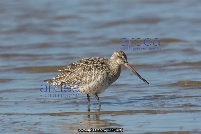: Bar-tailed Godwit - adult female in shallow water : Bar-tailed Godwit - adult female in shallow water