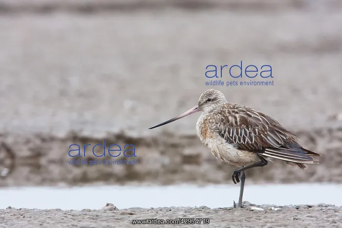  : Bar-tailed Godwit - adult with injured leg resting