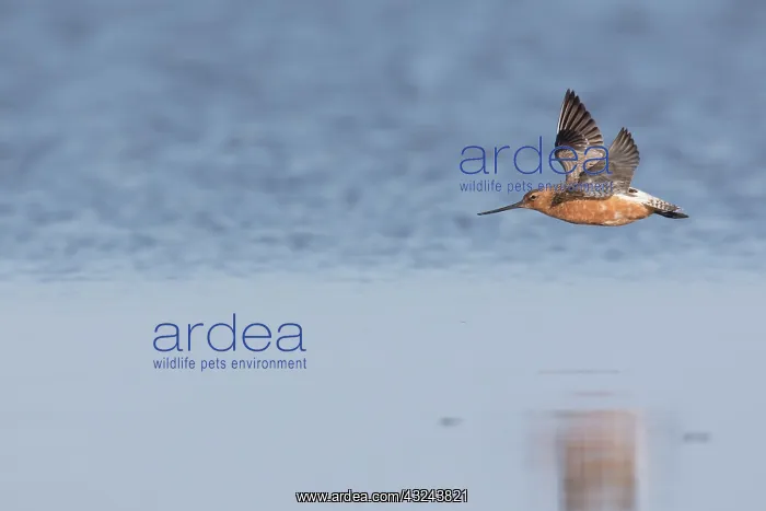 : Bar-tailed Godwit - adult male in flight - Wadden : Bar-tailed Godwit - adult male in flight - Wadden
