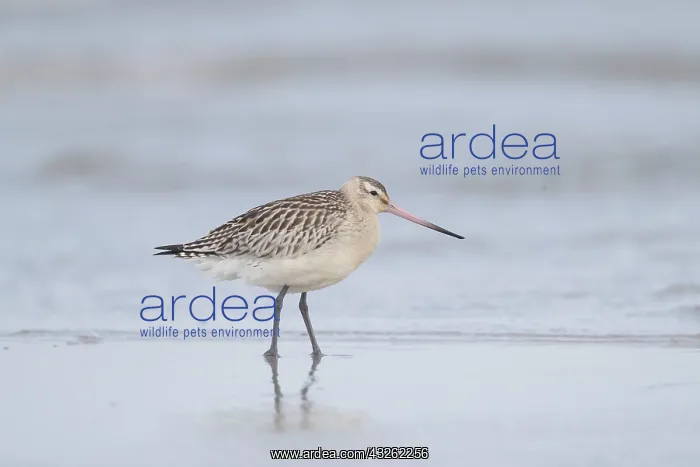 : Bar-tailed Godwit - adult in non-breeding plumage : Bar-tailed Godwit - adult in non-breeding plumage