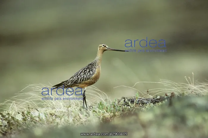  : Bar Tailed Godwit on Breeding Grounds
