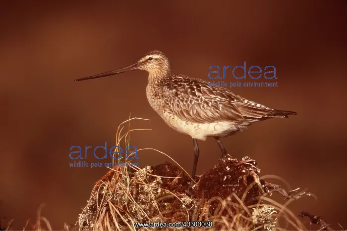 : Bar-tailed GODWIT - female : Bar-tailed GODWIT - female