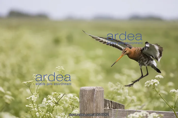 : Bar - tailed Godwit - in flight landing on postI : Bar - tailed Godwit - in flight landing on postI