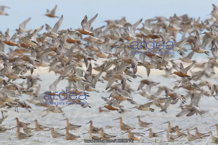 : Bar-tailed Godwit flock : Bar-tailed Godwit flock