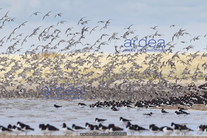  : Bar-tailed Godwit - flock in flight - Germany