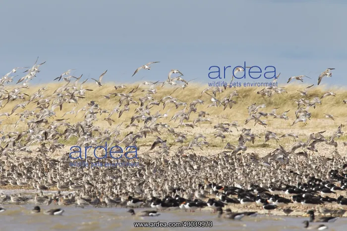 : Bar-tailed Godwit - flock in flight - Germany : Bar-tailed Godwit - flock in flight - Germany