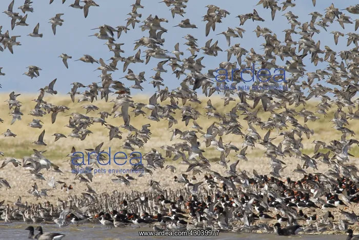 : Bar-tailed Godwit - flock in flight - Germany : Bar-tailed Godwit - flock in flight - Germany