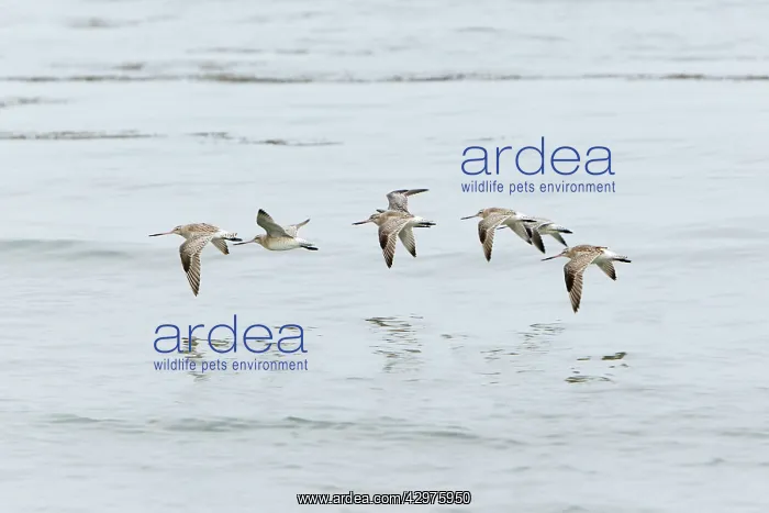 : Bar-tailed Godwit - flock in flight over North : Bar-tailed Godwit - flock in flight over North
