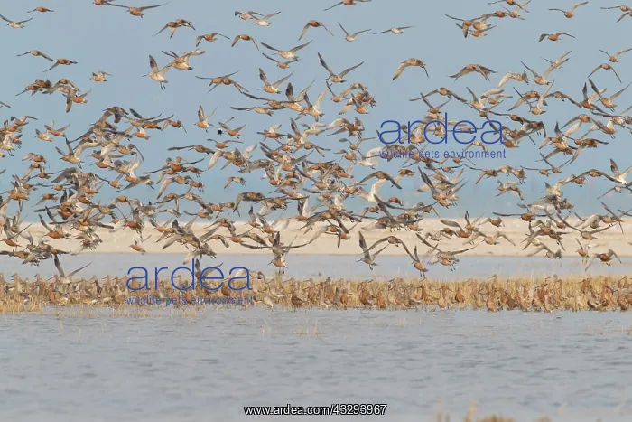 : Bar-tailed Godwit - flock in flight in the Wadden Sea Nation : Bar-tailed Godwit - flock in flight in the Wadden Sea Nation