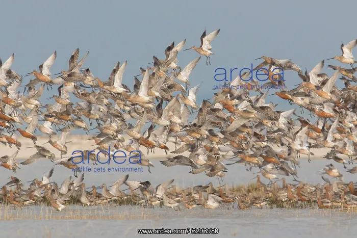 : Bar-tailed Godwit - flock in flight in the Wadden Sea Nation : Bar-tailed Godwit - flock in flight in the Wadden Sea Nation
