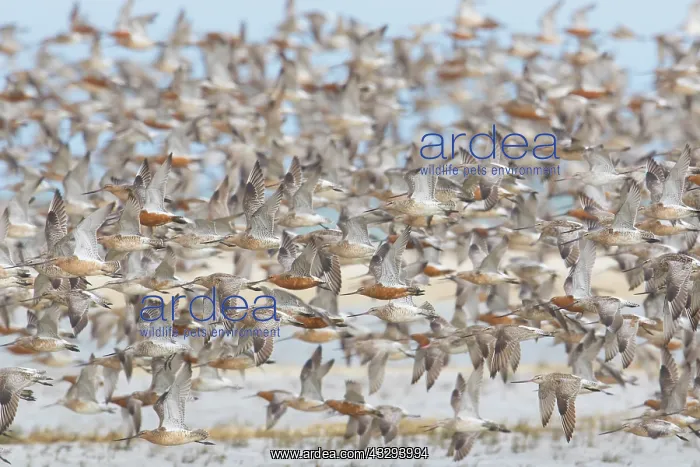 : Bar-tailed Godwit - flock in flight in the Wadden Sea Nation : Bar-tailed Godwit - flock in flight in the Wadden Sea Nation