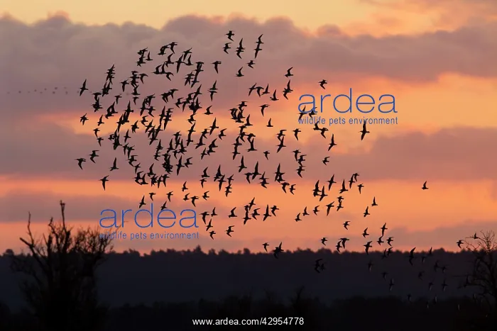 : Bar-tailed godwit - flock of mainly bar-tailed : Bar-tailed godwit - flock of mainly bar-tailed