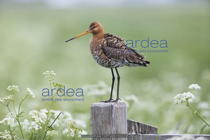 : Bar - tailed Godwit - Island of Texel, The Netherlands : Bar - tailed Godwit - Island of Texel, The Netherlands