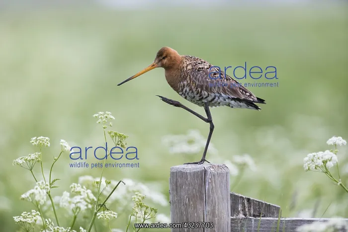 : Bar - tailed Godwit - Island of Texel, The Netherlands : Bar - tailed Godwit - Island of Texel, The Netherlands