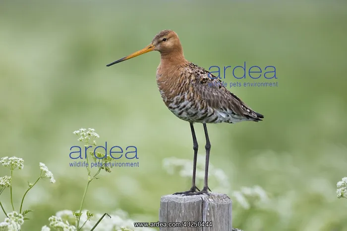 : Bar - tailed Godwit - Island of Texel, The Netherlands : Bar - tailed Godwit - Island of Texel, The Netherlands