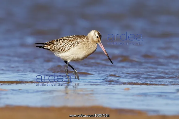 : Bar-tailed Godwit juvenile bird walking along shoreline : Bar-tailed Godwit juvenile bird walking along shoreline
