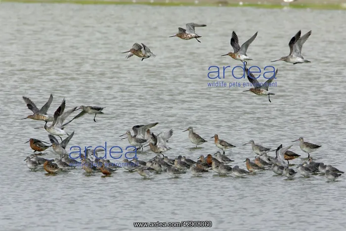 : Bar-Tailed Godwit and Knot (Calidris canutus) : Bar-Tailed Godwit and Knot (Calidris canutus)