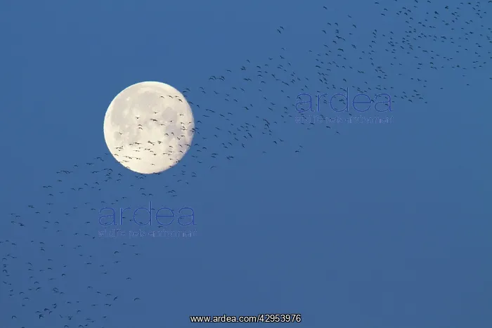 : Bar-tailed godwit - A large flock of mainly bar-tailed : Bar-tailed godwit - A large flock of mainly bar-tailed