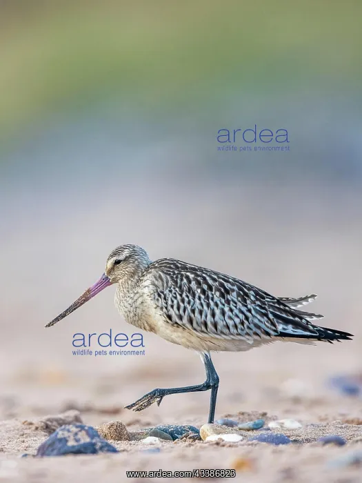 : Bar-tailed Godwit (Limosa lapponica), bird feeding o : Bar-tailed Godwit (Limosa lapponica), bird feeding o