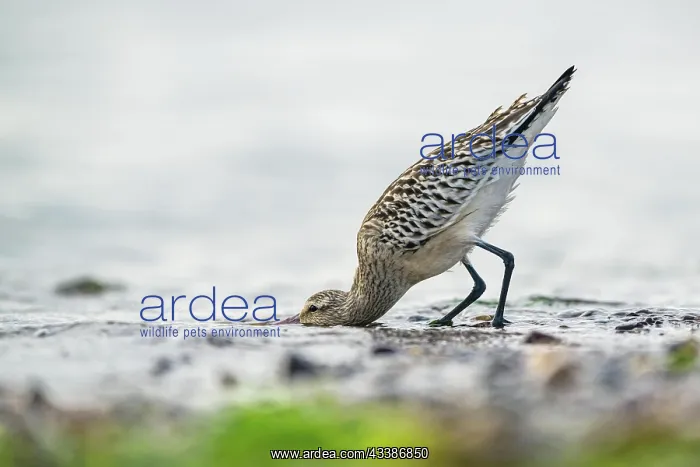 : Bar-tailed Godwit (Limosa lapponica), bird feeding o : Bar-tailed Godwit (Limosa lapponica), bird feeding o