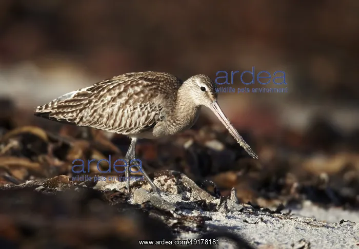 : Bar-tailed Godwit (Limosa lapponica) : Bar-tailed Godwit (Limosa lapponica)