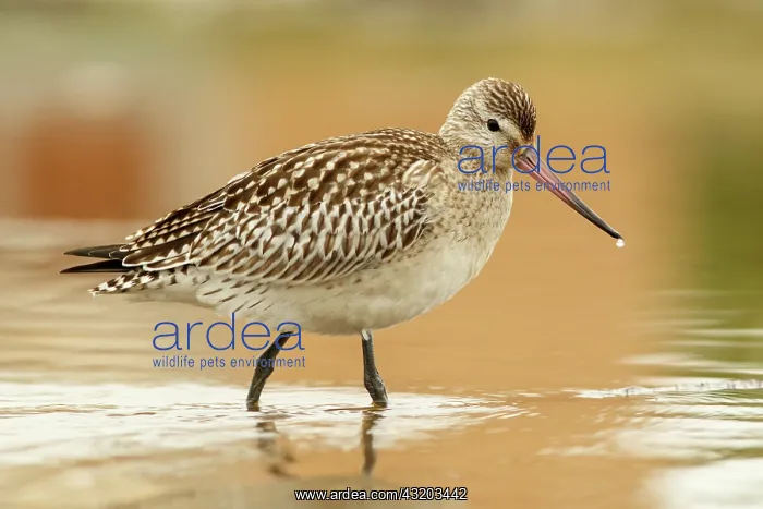 : Bar-Tailed Godwit (Limosa lapponica) - feeding on : Bar-Tailed Godwit (Limosa lapponica) - feeding on