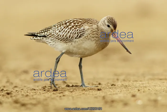: Bar-Tailed Godwit (Limosa lapponica) - feeding on : Bar-Tailed Godwit (Limosa lapponica) - feeding on