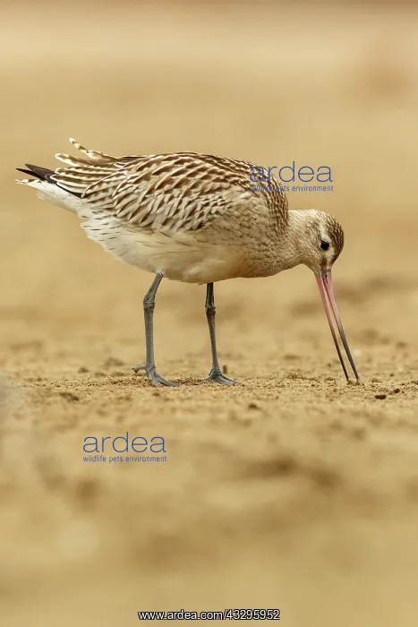 : Bar-Tailed Godwit (Limosa lapponica) - feeding on : Bar-Tailed Godwit (Limosa lapponica) - feeding on