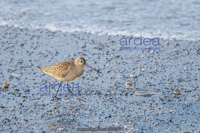 : Bar-Tailed Godwit (Limosa lapponica) - feeding on : Bar-Tailed Godwit (Limosa lapponica) - feeding on