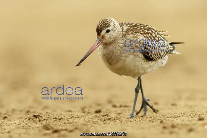 : Bar-Tailed Godwit (Limosa lapponica) - feeding on : Bar-Tailed Godwit (Limosa lapponica) - feeding on