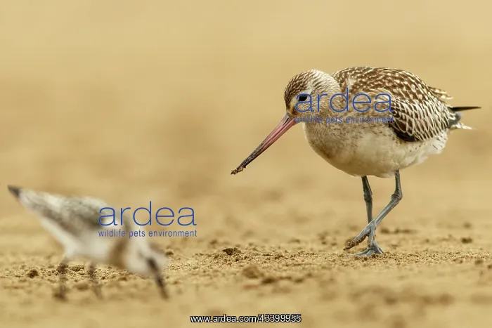 : Bar-Tailed Godwit (Limosa lapponica) - feeding on : Bar-Tailed Godwit (Limosa lapponica) - feeding on