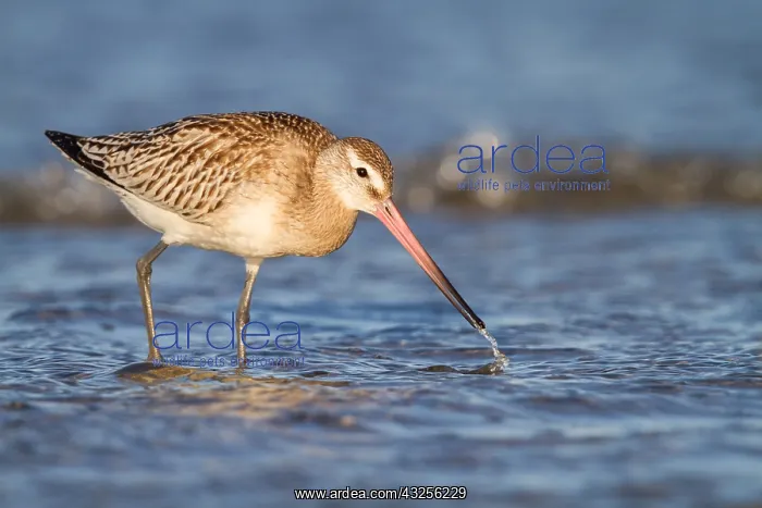: Bar-Tailed Godwit (Limosa lapponica) foraging a : Bar-Tailed Godwit (Limosa lapponica) foraging a