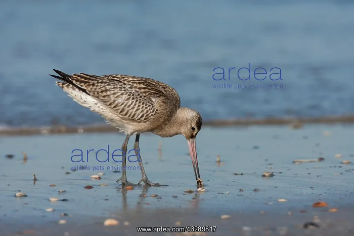 : Bar-tailed Godwit (Limosa lapponica) foraging a : Bar-tailed Godwit (Limosa lapponica) foraging a