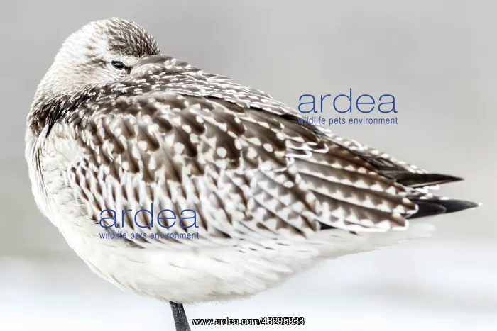 : Bar-Tailed Godwit (Limosa lapponica) - resting on : Bar-Tailed Godwit (Limosa lapponica) - resting on