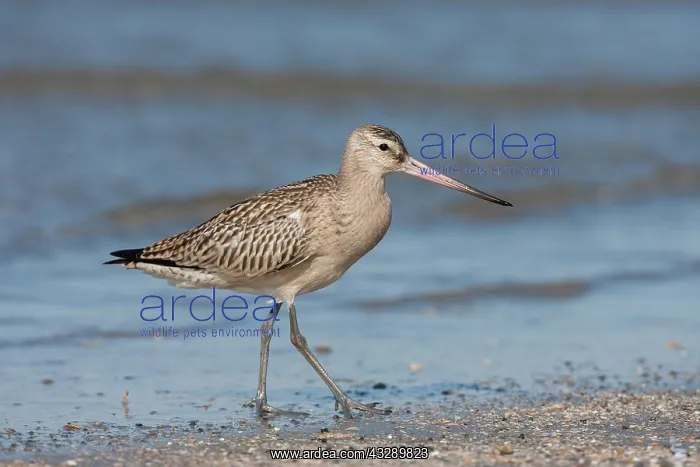 : Bar-tailed Godwit (Limosa lapponica) walking al : Bar-tailed Godwit (Limosa lapponica) walking al