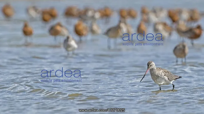 : Bar-tailed Godwit (Limosa lapponica) in winter : Bar-tailed Godwit (Limosa lapponica) in winter