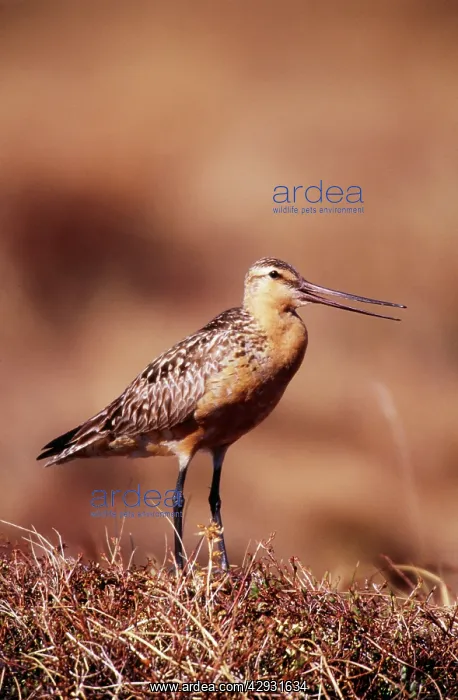 : BAR-TAILED GODWIT - MALE : BAR-TAILED GODWIT - MALE