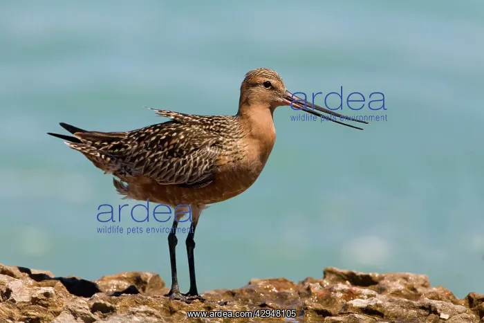 : Bar-tailed Godwit male in breeding plumage dissipating heat : Bar-tailed Godwit male in breeding plumage dissipating heat