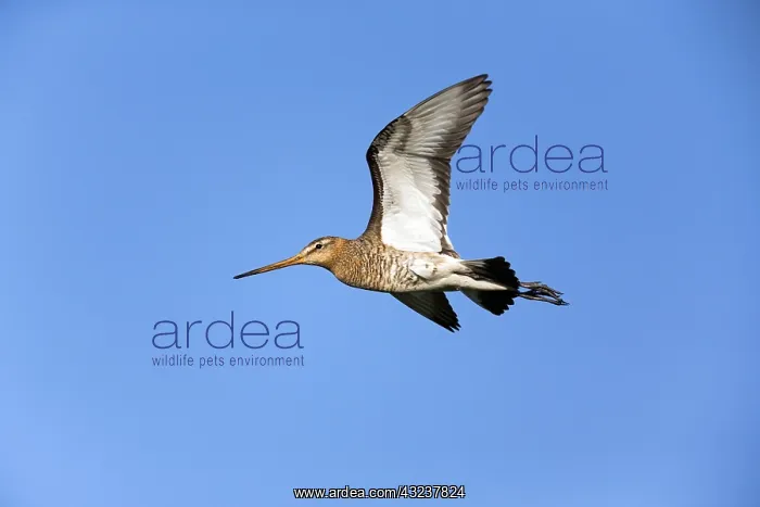 : Bar - tailed Godwit - male in flight over breeding : Bar - tailed Godwit - male in flight over breeding
