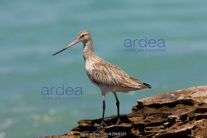 : Bar-tailed Godwit in non-breeding plumage : Bar-tailed Godwit in non-breeding plumage