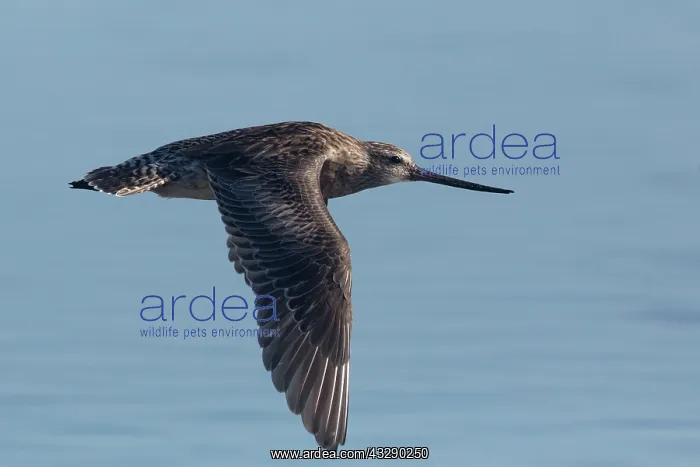  : Bar-tailed Godwit - non-breeding plumage in flight