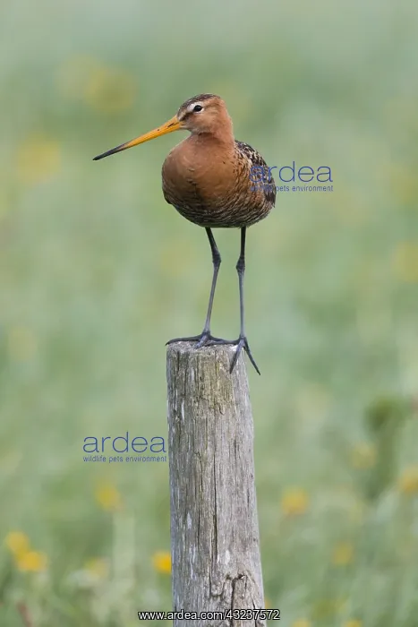 : Bar - tailed Godwit - perched on post, Island of : Bar - tailed Godwit - perched on post, Island of