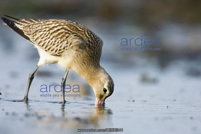 : Bar-Tailed Godwit - Probing for food in winter : Bar-Tailed Godwit - Probing for food in winter