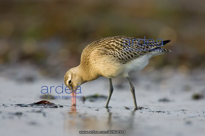 : Bar-Tailed Godwit. - Probing for food in winter : Bar-Tailed Godwit. - Probing for food in winter