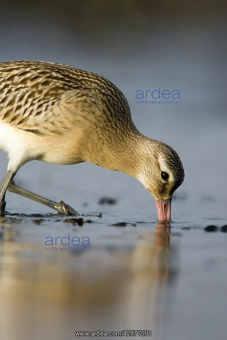 : Bar-Tailed Godwit - Probing for food in winter : Bar-Tailed Godwit - Probing for food in winter
