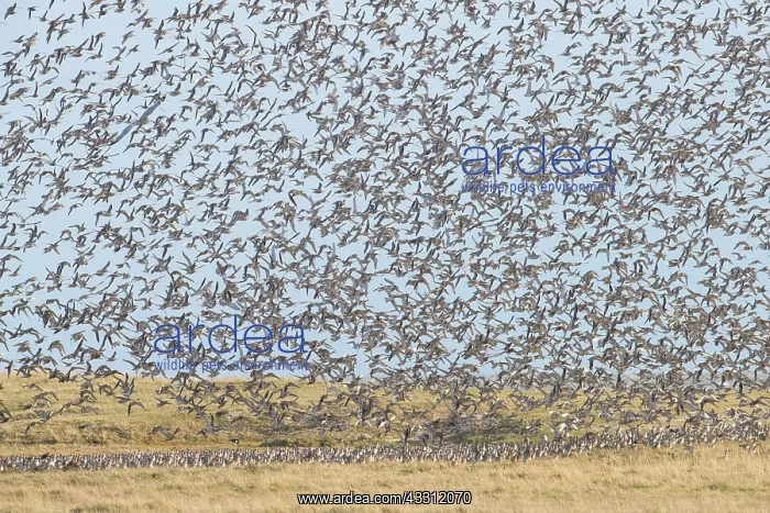 : Bar-tailed Godwit and Red Knot flying flock at high : Bar-tailed Godwit and Red Knot flying flock at high